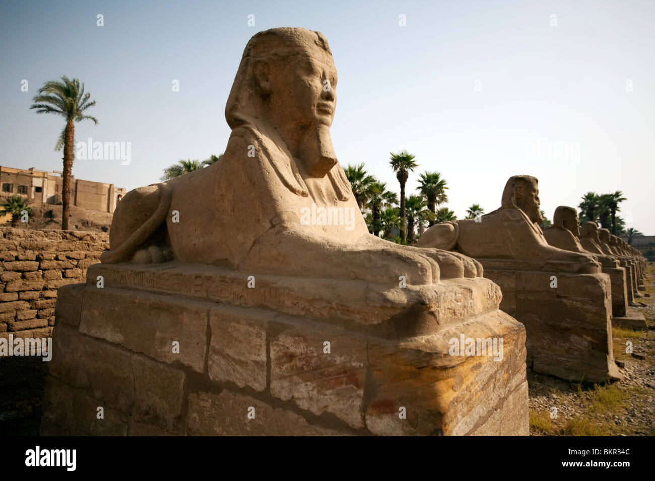 Egitto Luxor. Antica sfingi formano un viale che conduce al tempio di Luxor. Foto Stock