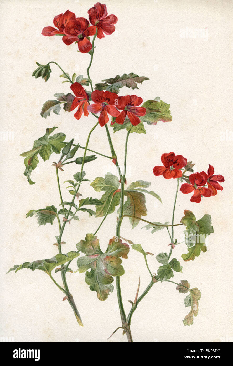 Pelargonium Lady Mary Fox Foto Stock