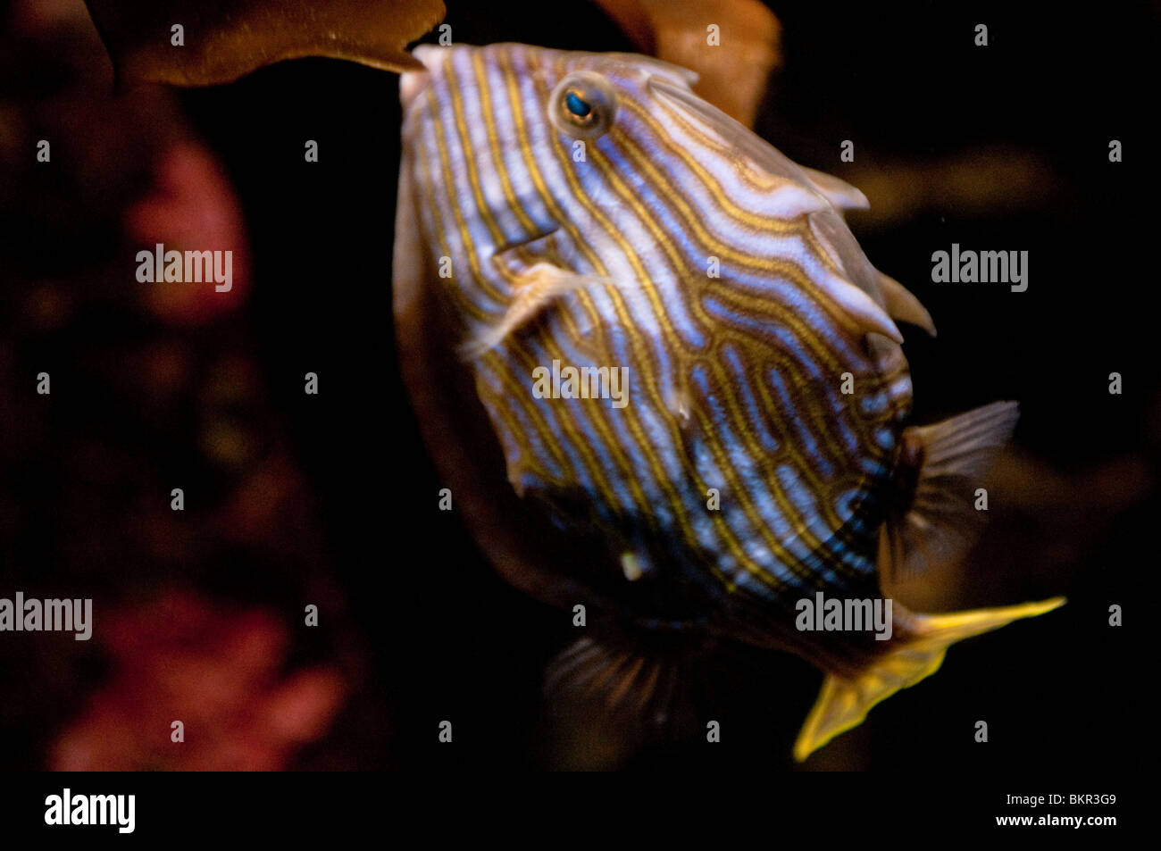 Femmina Shaw's cowfish, Aracana aurita, Aquarium di Sydney, Sydney, Australia Foto Stock