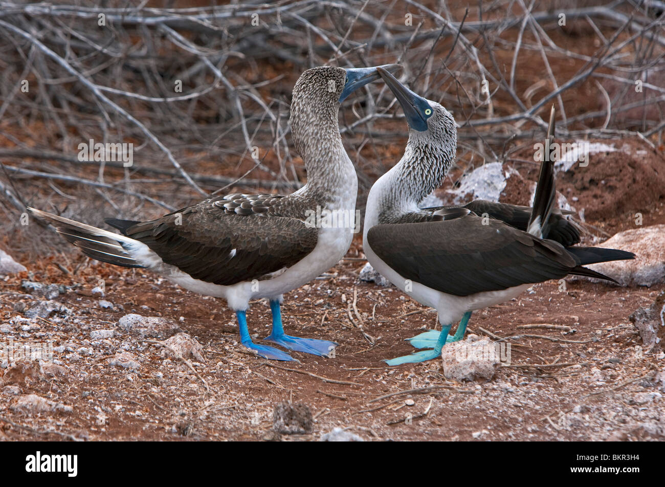 Isole Galapagos, rituali di corteggiamento di Blu-footed boobies su North Seymour island. Foto Stock