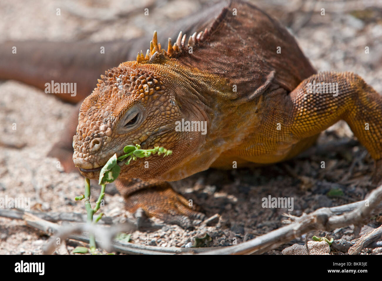 Isole Galapagos, una terra iguana sul North Seymour island si nutre di germogli verdi di una bussola. Foto Stock