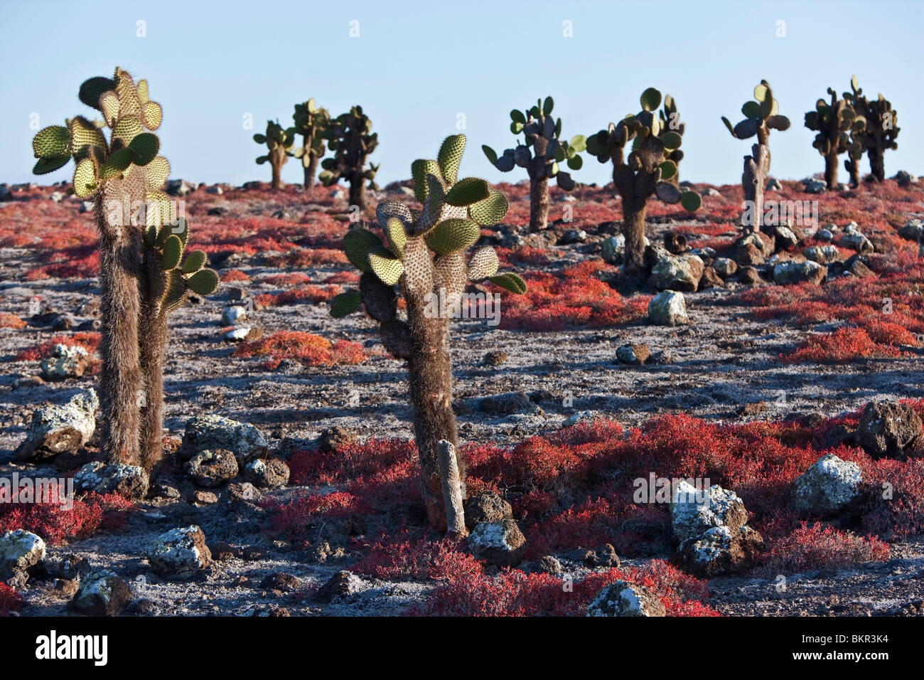 Isole Galapagos, enormi alberi di cactus e rosso portulacastrum crescere sul altrimenti arida isola di South Plaza. Foto Stock