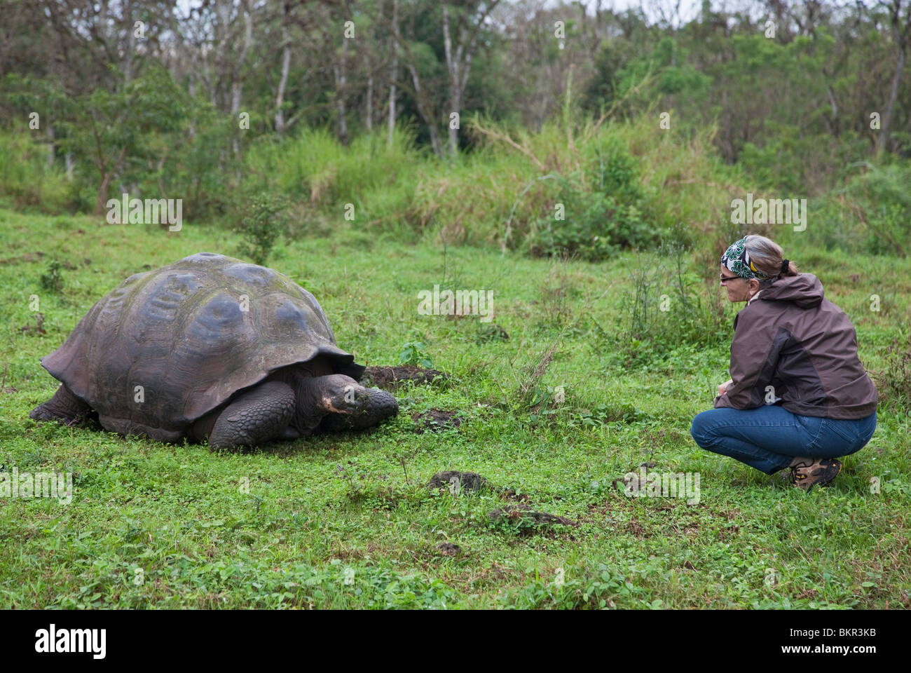 Isole Galapagos, visitatore di isola di Santa Cruz orologi una gigantesca tartaruga dopo che le isole Galapagos sono stati denominati. Foto Stock