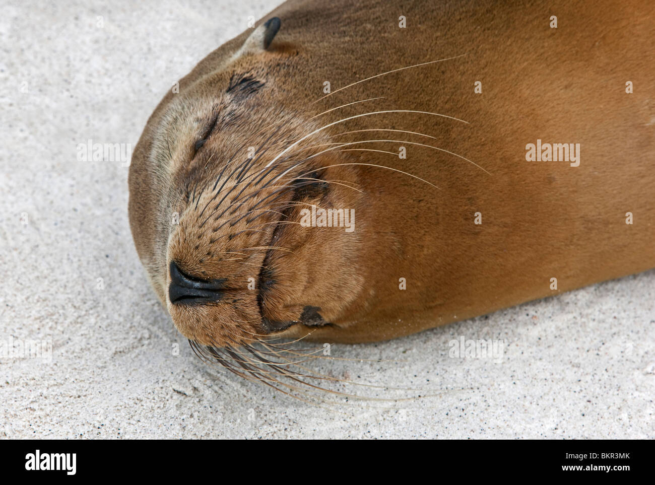 Isole Galapagos, un Galapagos Sea Lion Sleeps sulla spiaggia sabbiosa di Espanola isola. Foto Stock