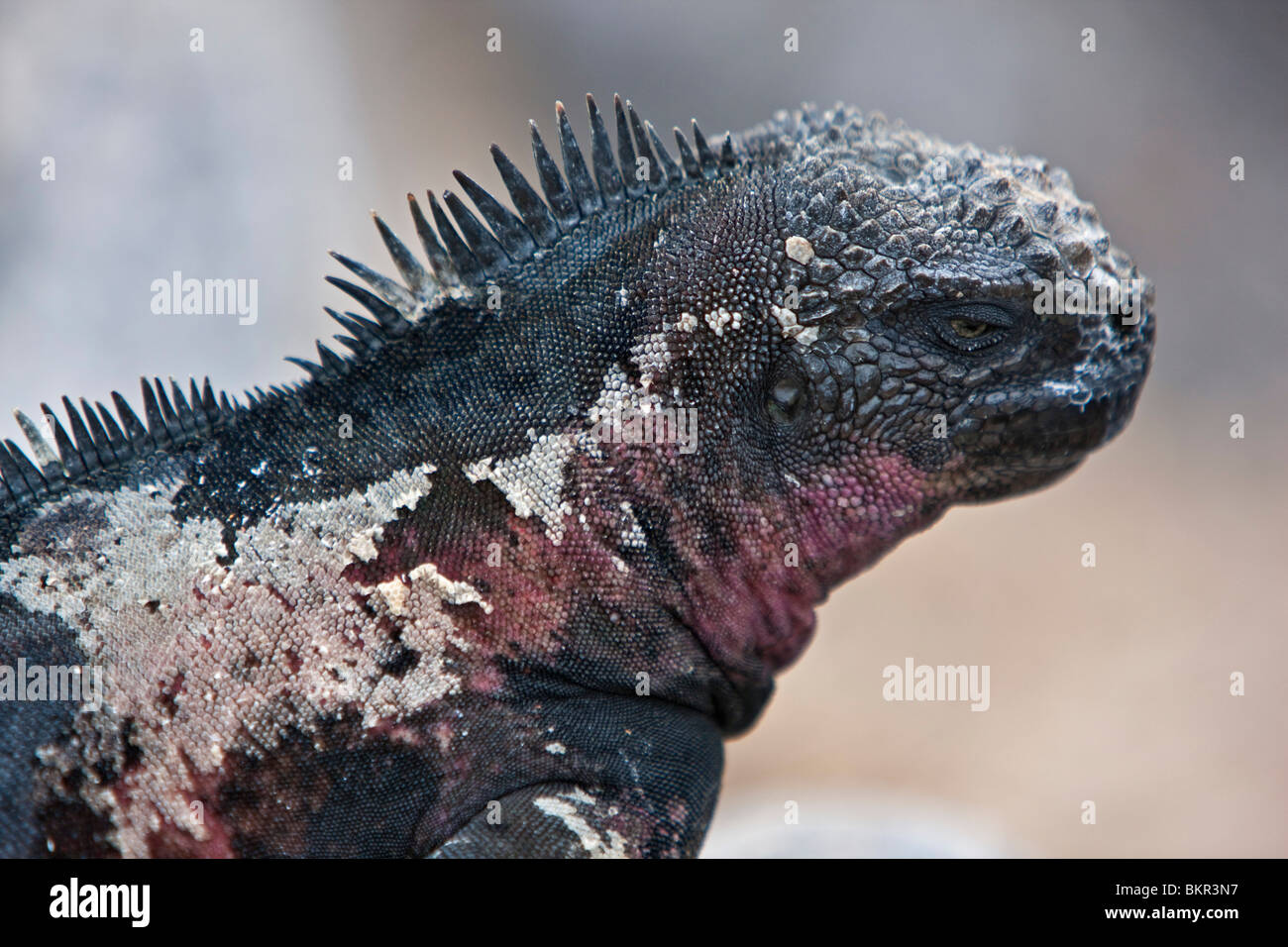 Isole Galapagos, un ritratto di un marine iguana. Foto Stock