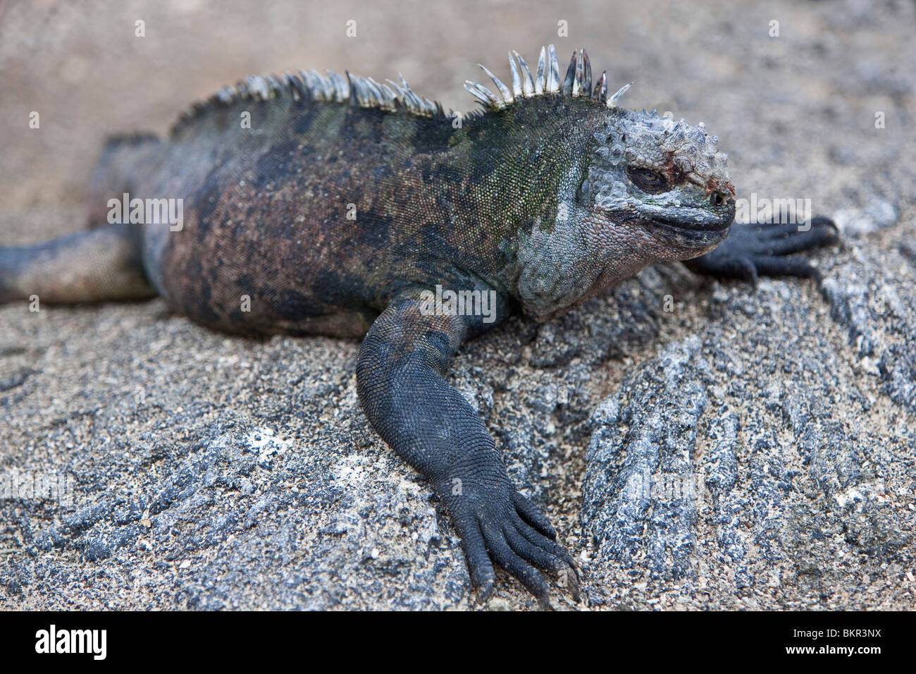 Isole Galapagos, un iguana Marina stessa di riscaldamento su rocce laviche in Fernandina Island Foto Stock