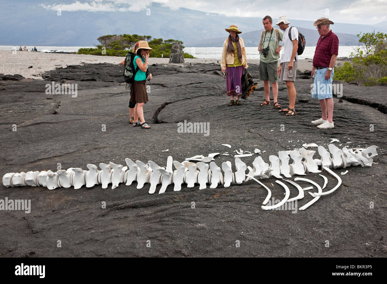 Isole Galapagos, visitatori guardando un scheletro di balena in Fernandina Island. Foto Stock