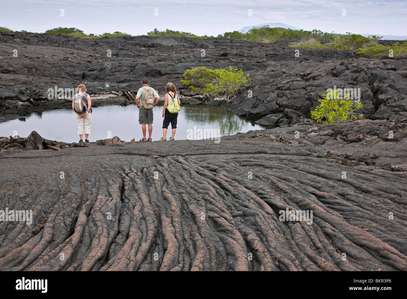 Isole Galapagos, una lava rock pool a fianco di lava pahoehoe (chiamato dopo l'hawaiano per fune ) su Fernandina Island. Foto Stock