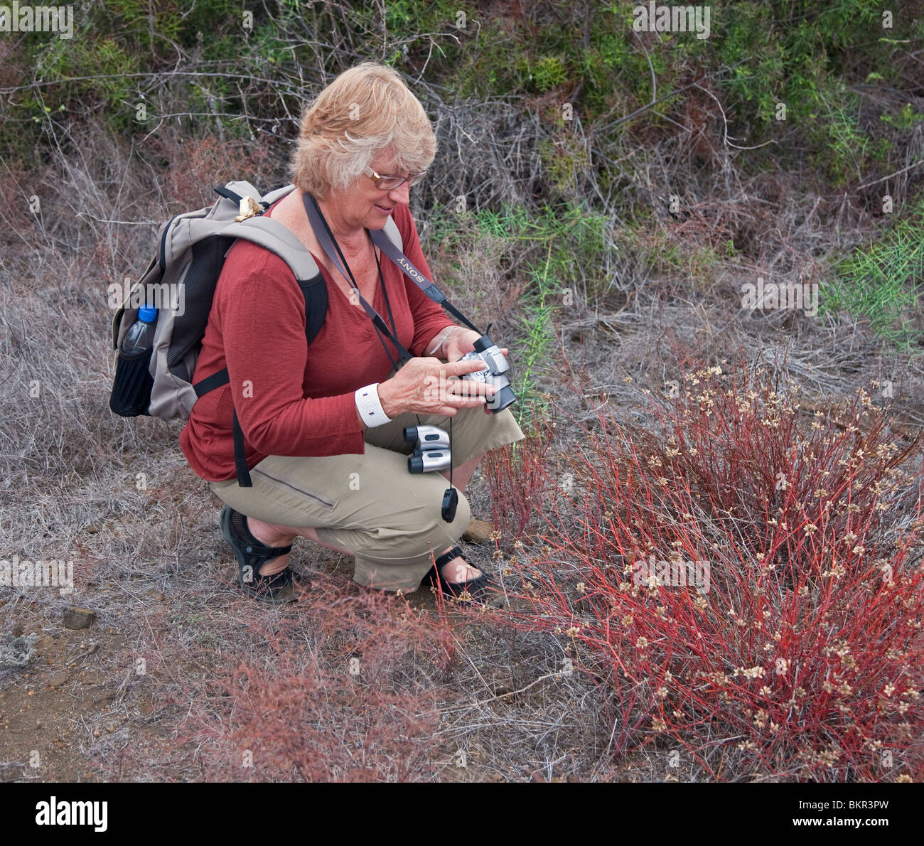 Isole Galapagos, un visitatore di isola di Santiago fotografie la pianta erbacea Alternanthera spp.. Foto Stock