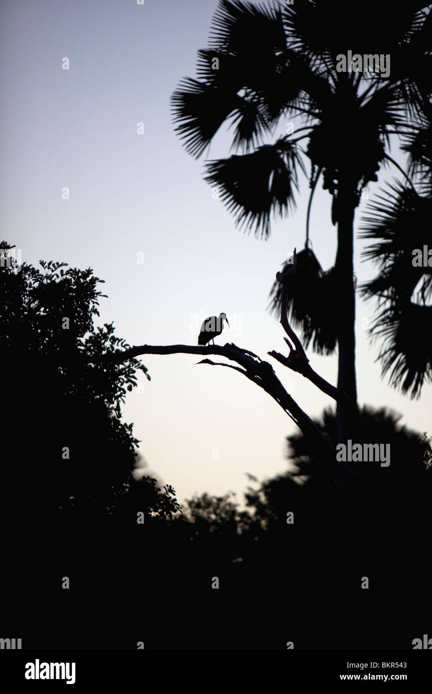 Il Malawi, Superiore Shire Valley, Liwonde Parco Nazionale. Appollaiato su un albero di un sacro Ibis è delineata dal cielo mattutino. Foto Stock