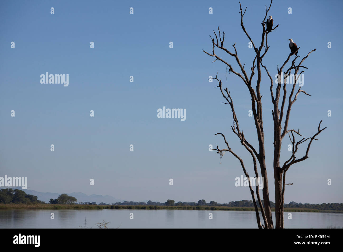 Il Malawi, Superiore Shire Valley, Liwonde Parco Nazionale. African Pesce persico le aquile in un ramo di morti che si affaccia sul fiume Shire. Foto Stock