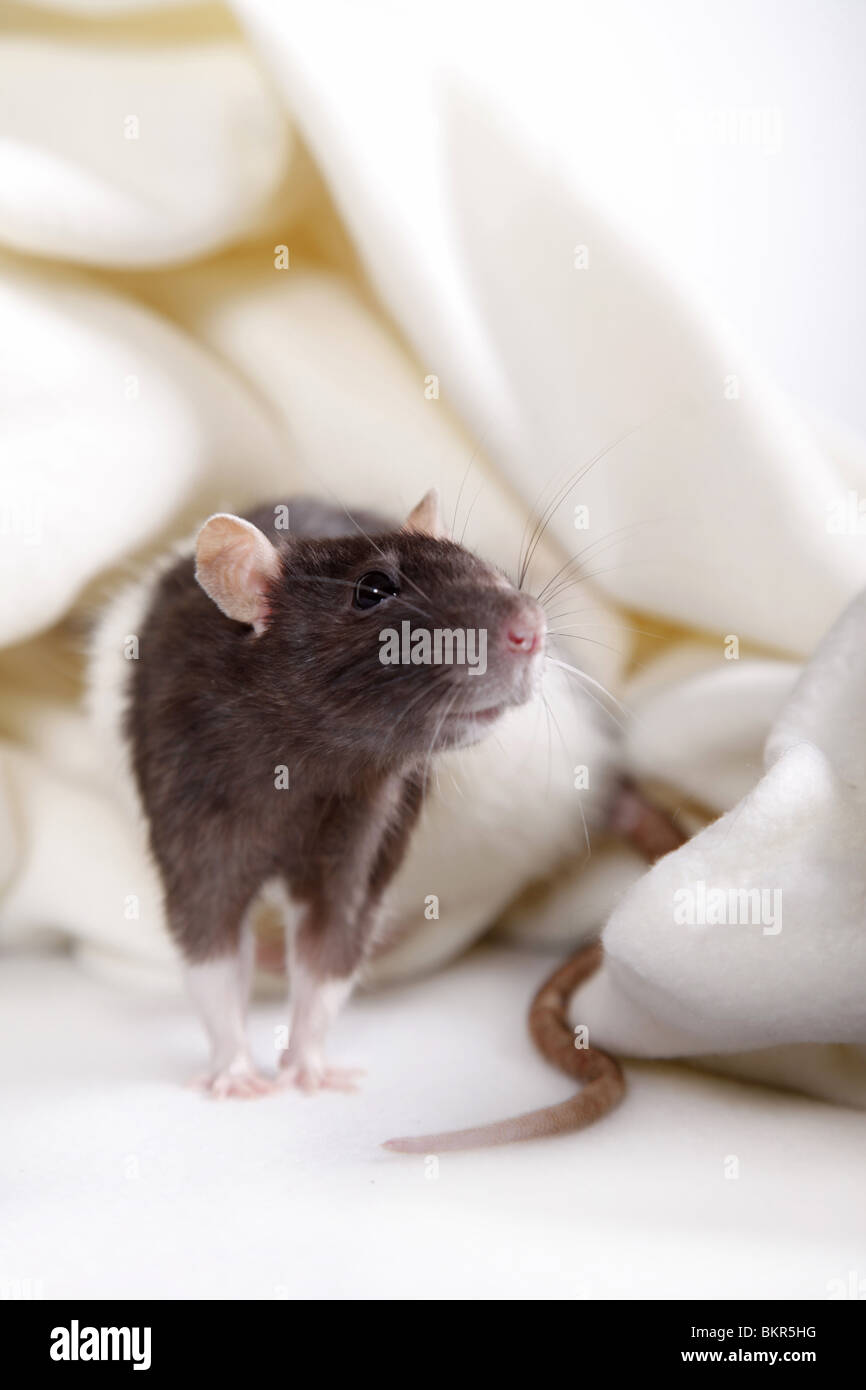 Ratte / rat Foto Stock