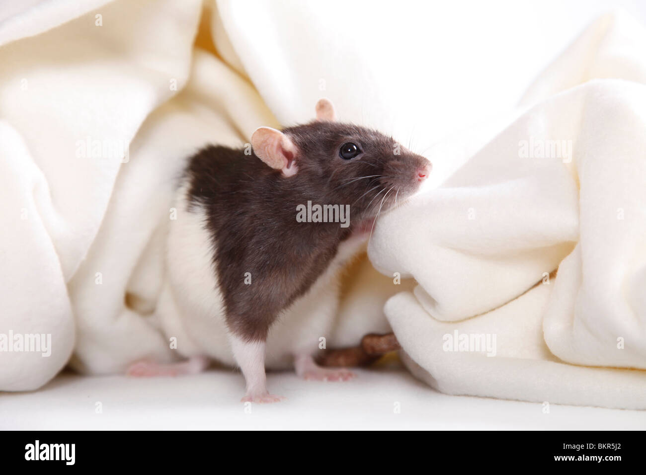 Ratte / rat Foto Stock