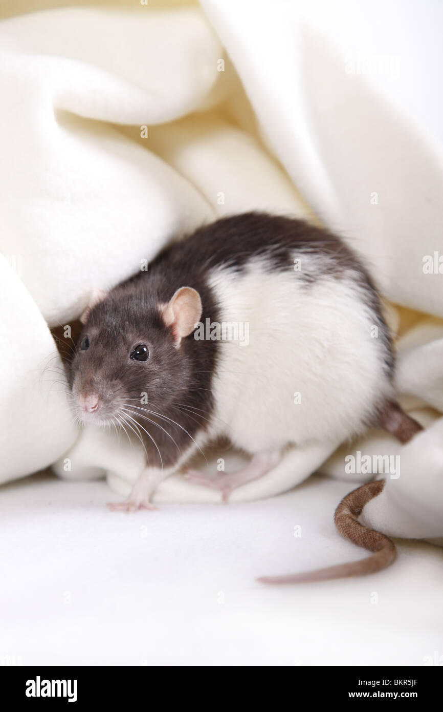 Ratte / rat Foto Stock