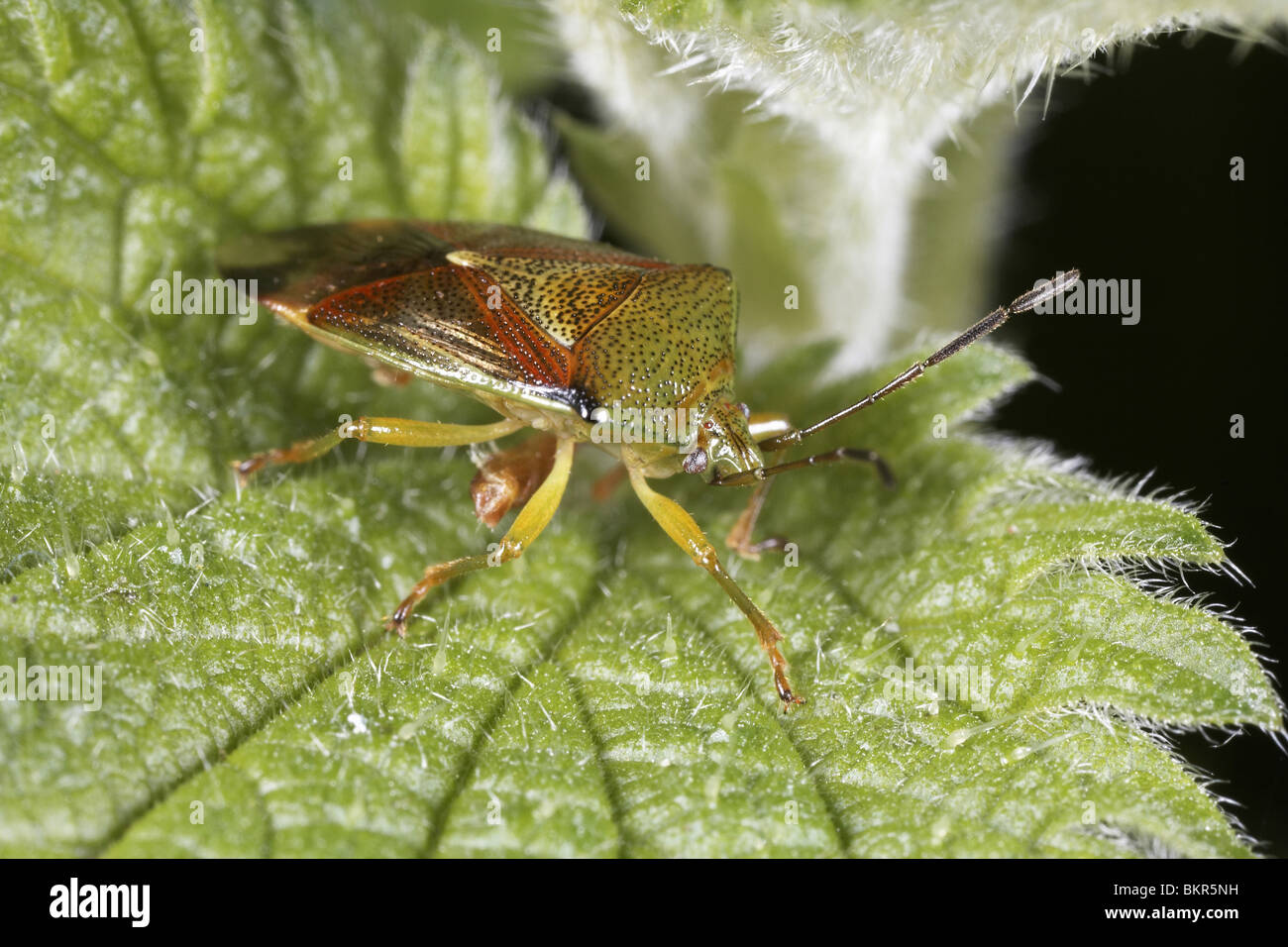 Protezione di betulla Bug, Elasmostethus interstinctus Foto Stock