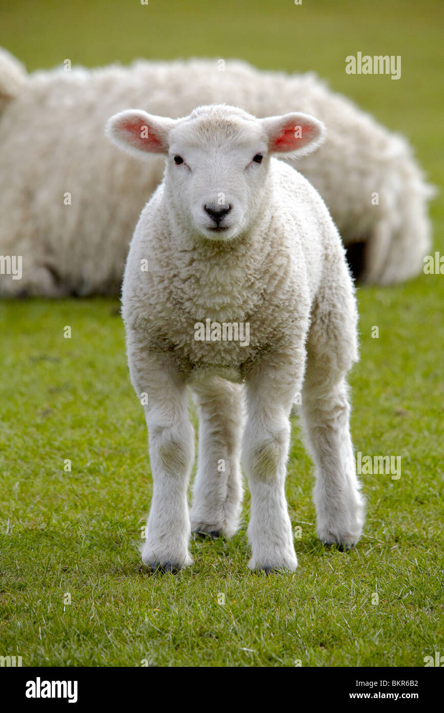Agnelli e pecore Foto Stock