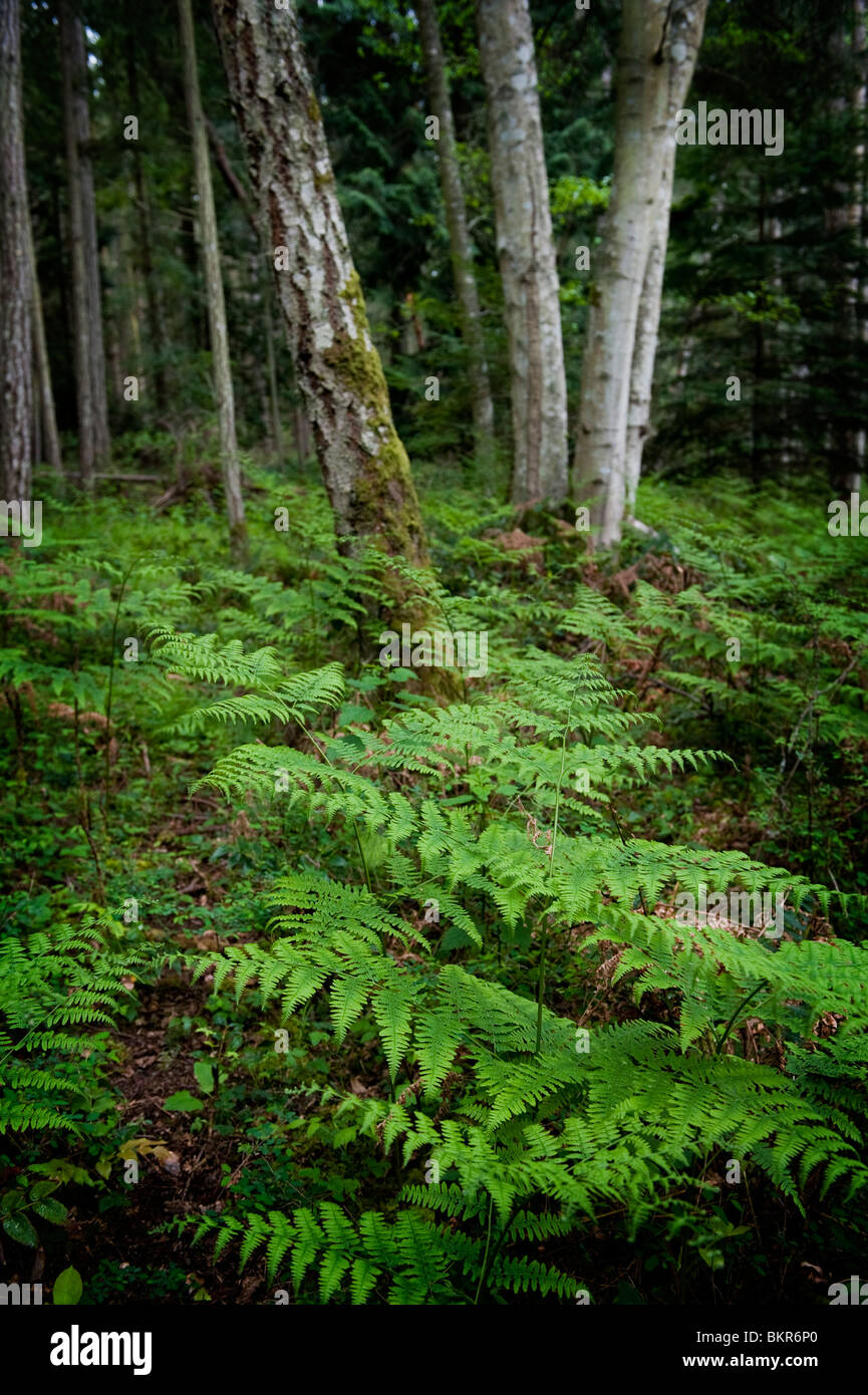 Fern e la foresta di ontano su San Juan Isola nell'angolo nord-ovest di Puget Sound nello Stato di Washington. Foto Stock