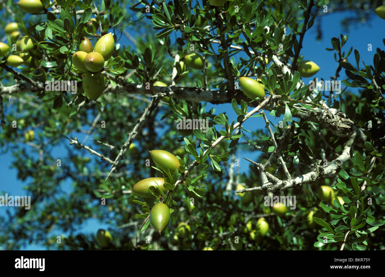 Frutta su argan tree (Argania spinosa) nel semi deserto del Marocco nei pressi di Agadir Foto Stock
