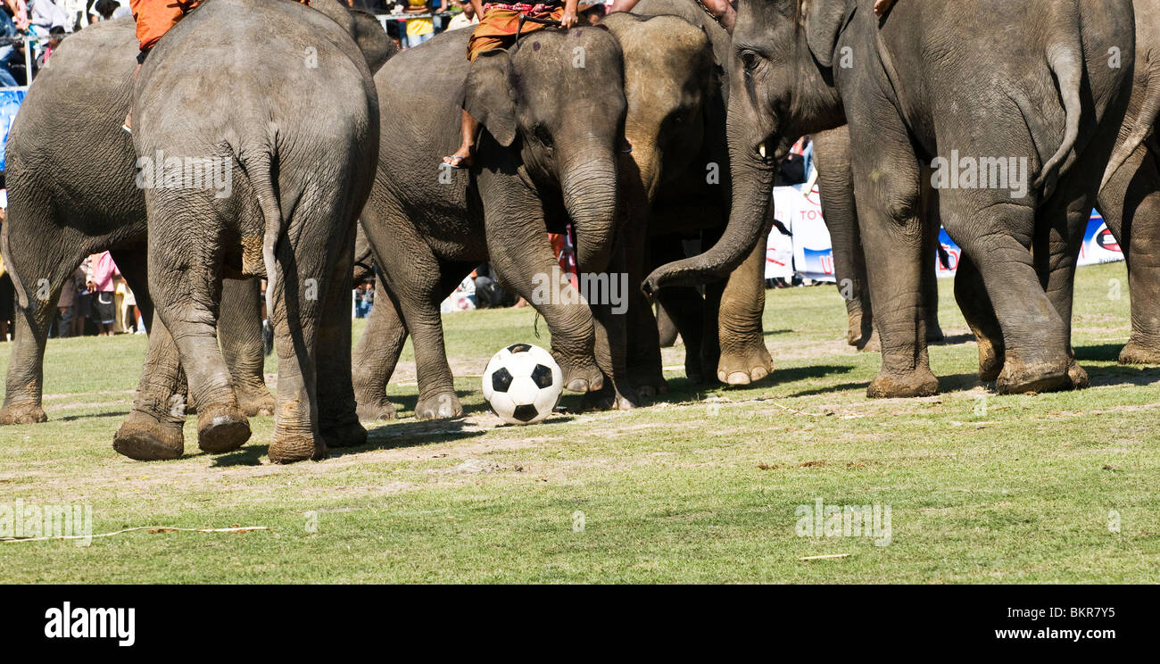 Gli elefanti che giocano a calcio / calcio durante il colorato roundup di elefante in Surin, Thailandia. Foto Stock