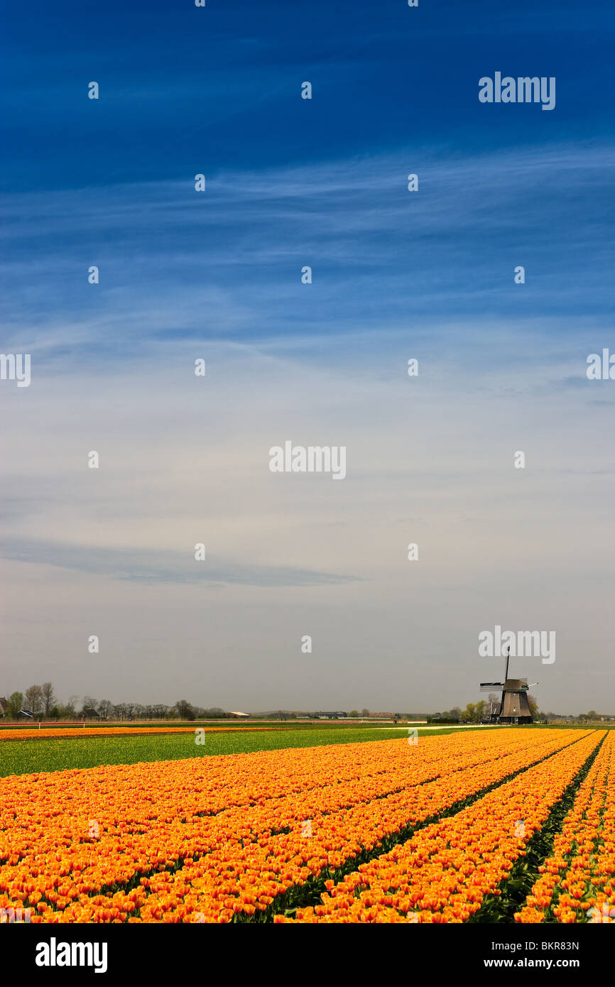 Fiori e mulini a vento da Holland Foto Stock