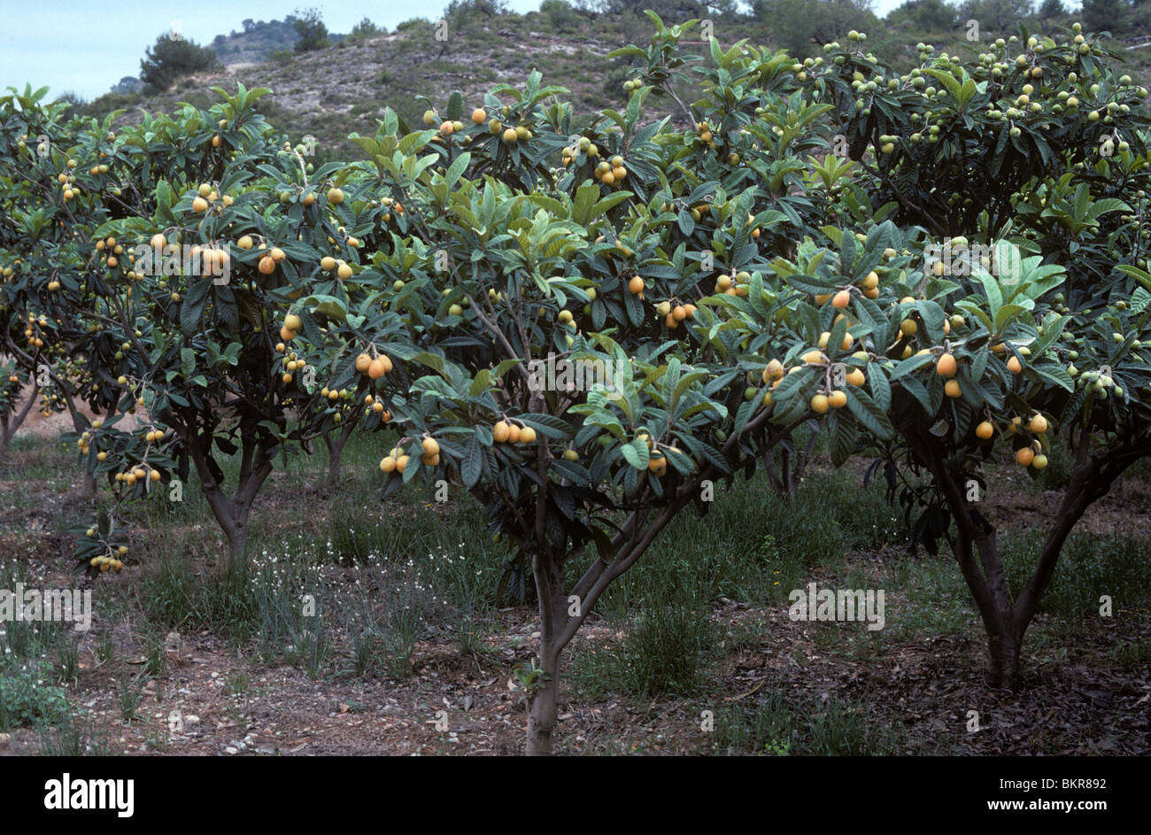 Nespole del Giappone albero con frutti maturi, Valencia, Spagna Foto Stock