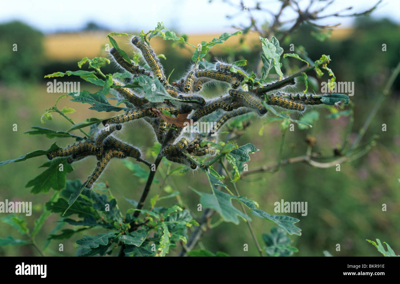 Buff suggerimento tarma (Phalera bucephala) bruchi su danneggiato il fogliame di quercia Foto Stock