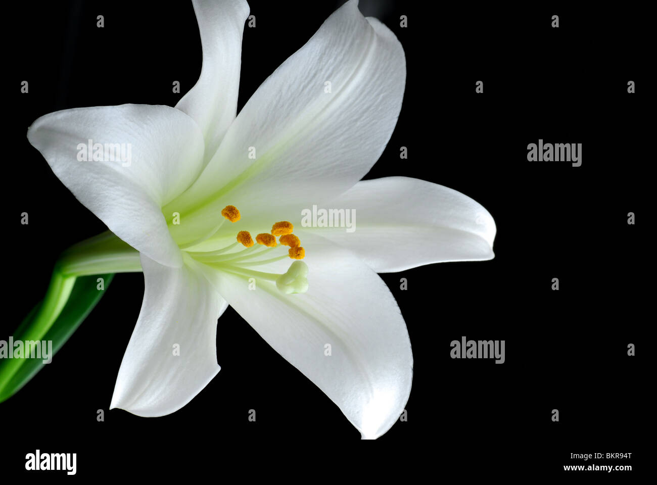 La pasqua lily Close up con sfondo nero Foto Stock