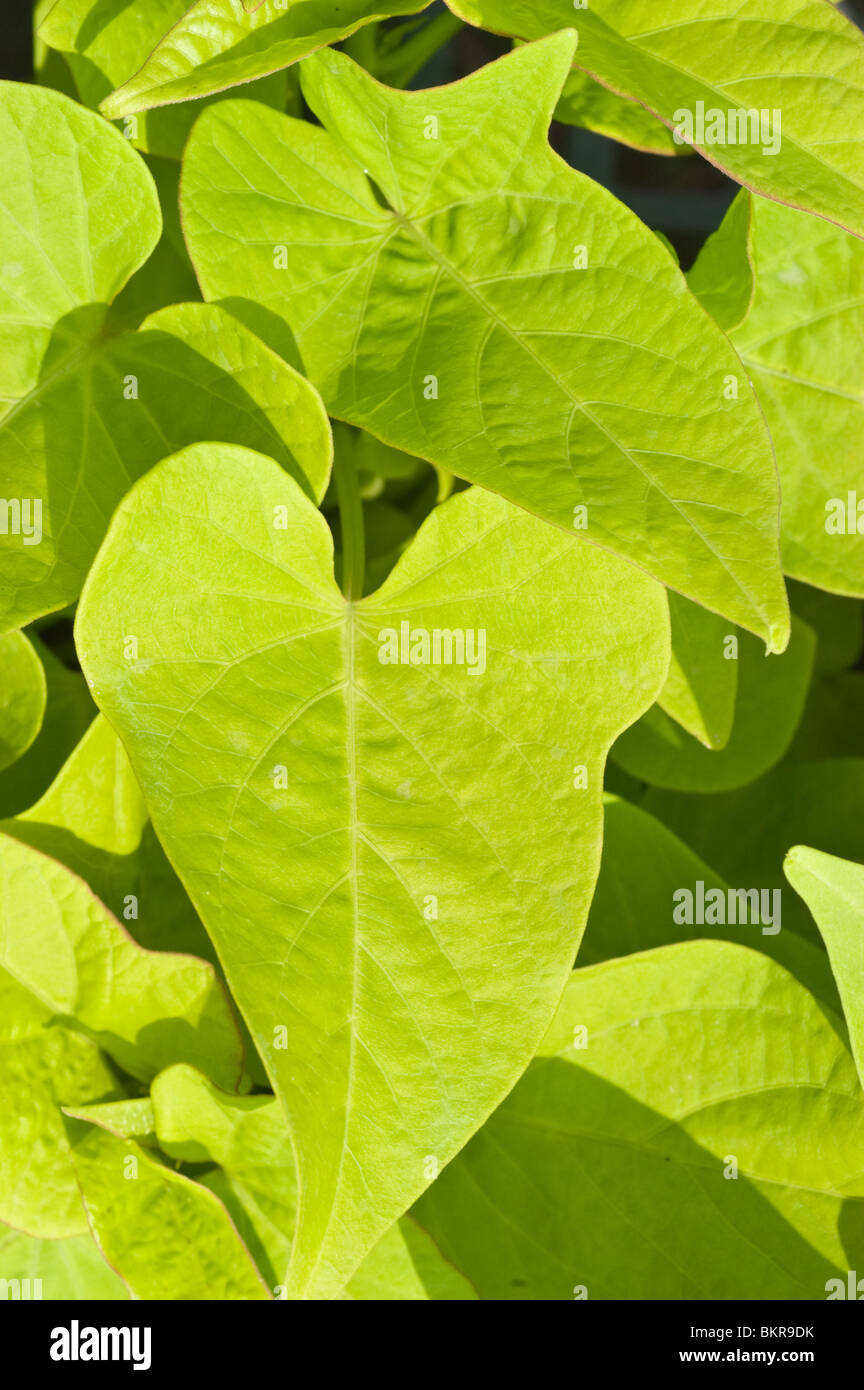 Foglie di colore verde tenue della patata dolce vine var Margarita, Convolvulaceae, Ipomoea batatas Foto Stock