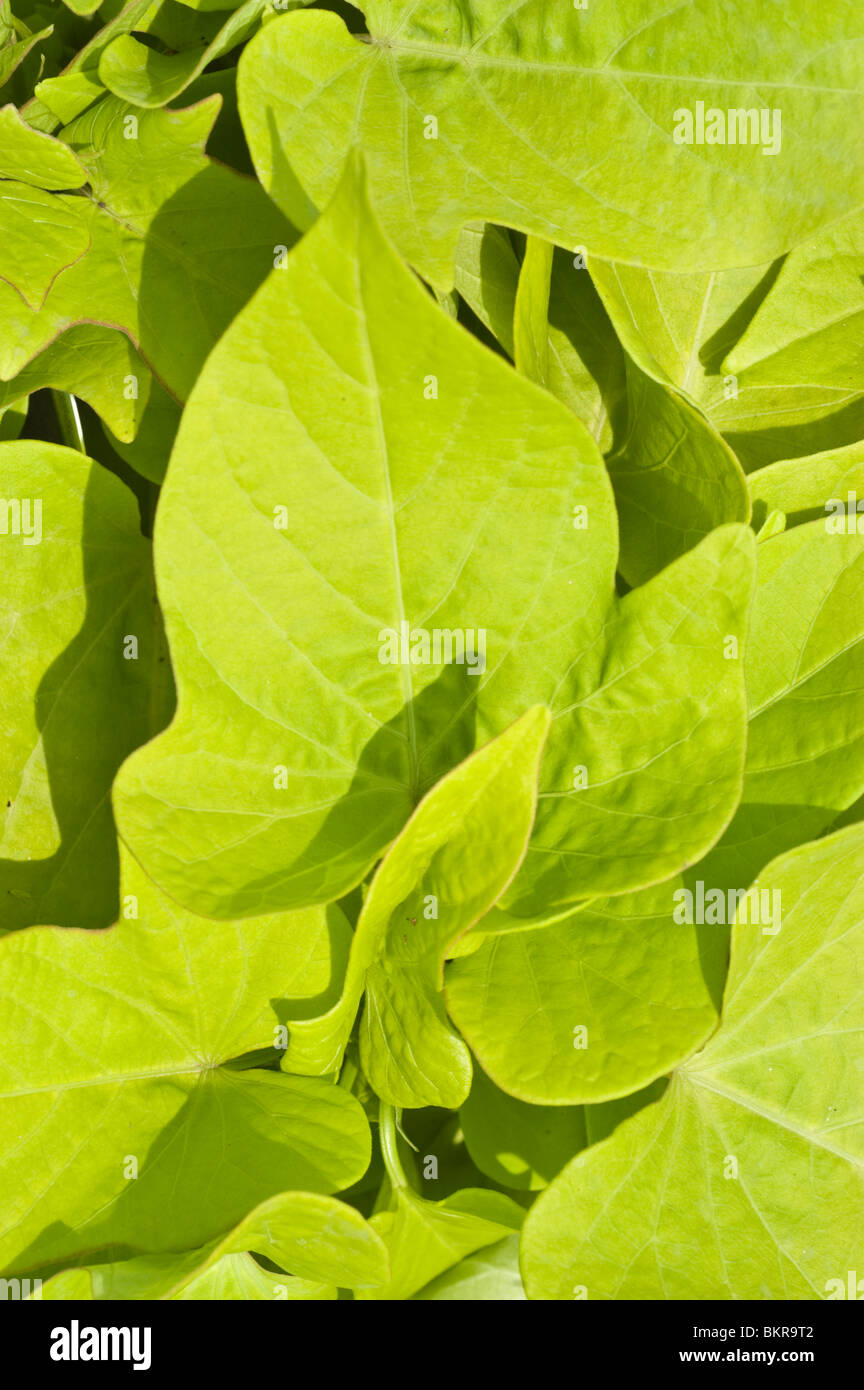 Foglie di colore verde tenue della patata dolce vine var Margarita, Convolvulaceae, Ipomoea batatas Foto Stock
