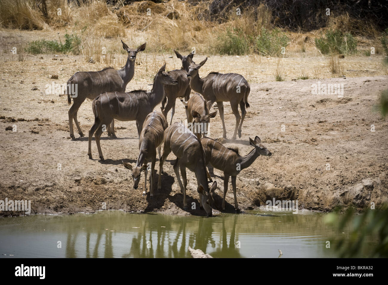 Kudu a Hobatere waterhole, Namibia. Foto Stock