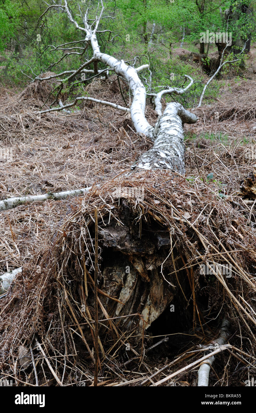 Caduto il nastro Betulla Foresta di Sherwood Nottinghamshire in Inghilterra. Foto Stock