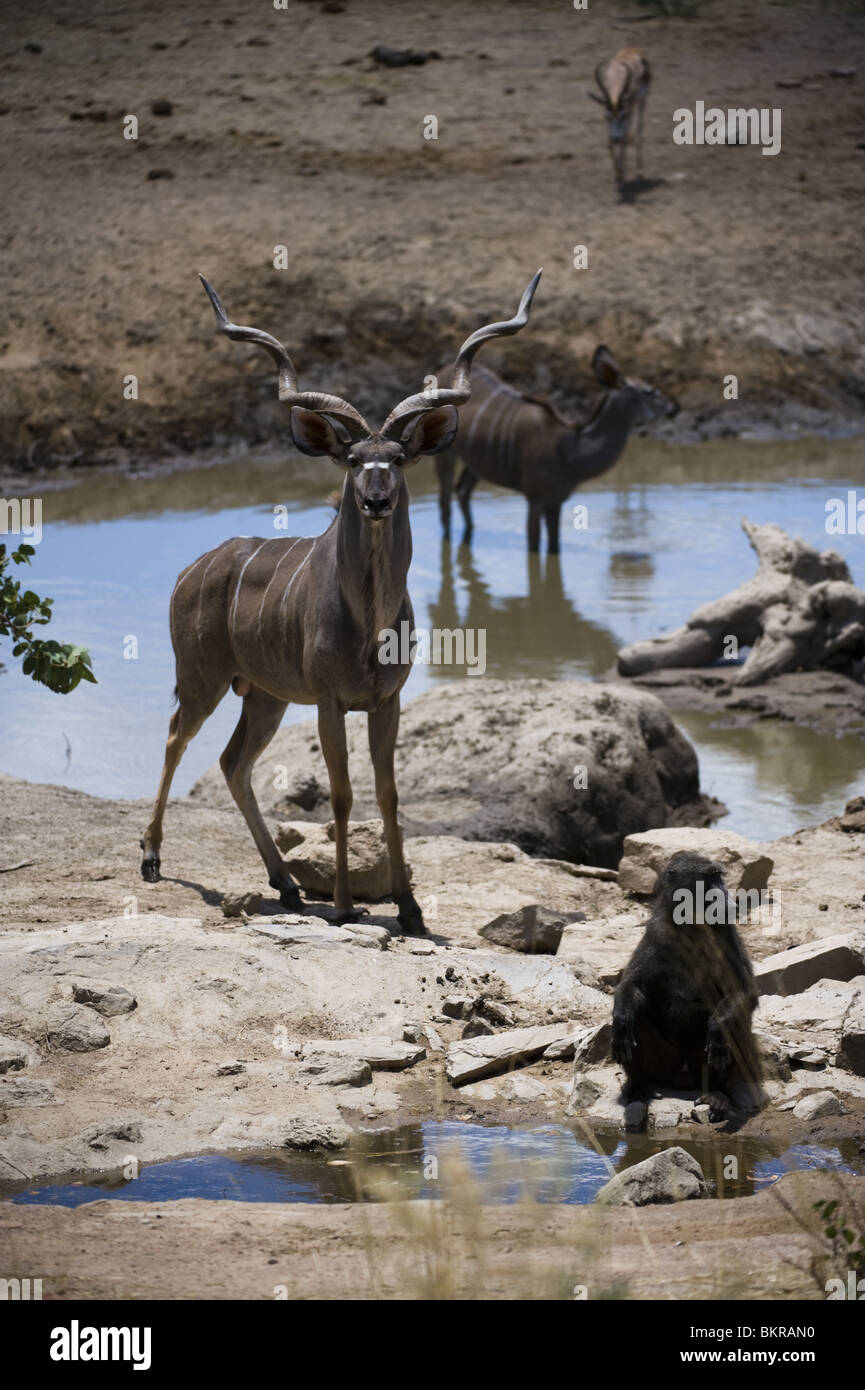 Kudu e babbuino vicino waterhole, Namibia. Foto Stock