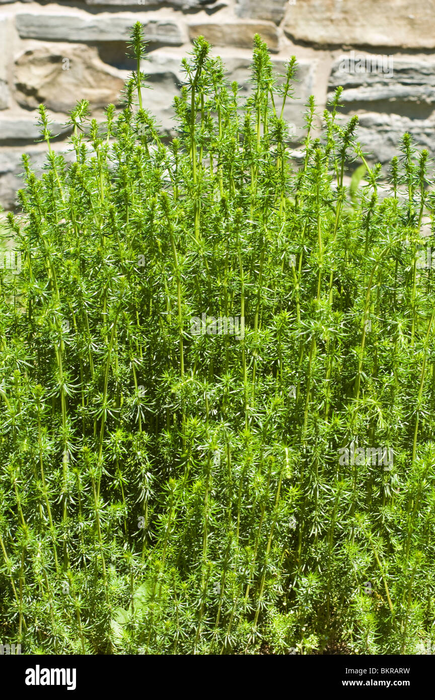 Bedstraw giallo, Lady's Bedstraw, Galium verum, Rubiaceae, Europa, Asia, Frigg erba Foto Stock