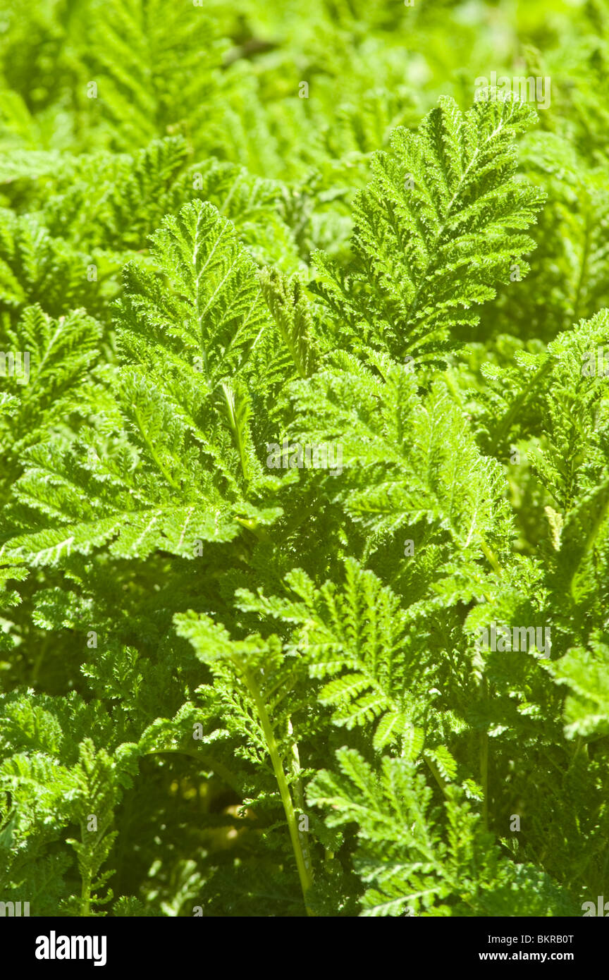 Molla gialla foglie di Tanacetum vulgare giallo, fiori, Tansy ornamentali, arricciata Tansy, Fernleaf bottoni oro, Asteraceae, Foto Stock