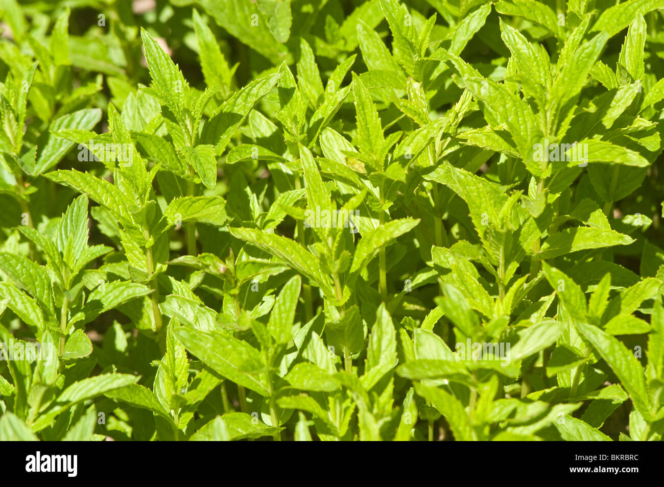 Mentha spicata, pianta medicinale, menta verde, Lippenblütler, mieta klosowa Foto Stock