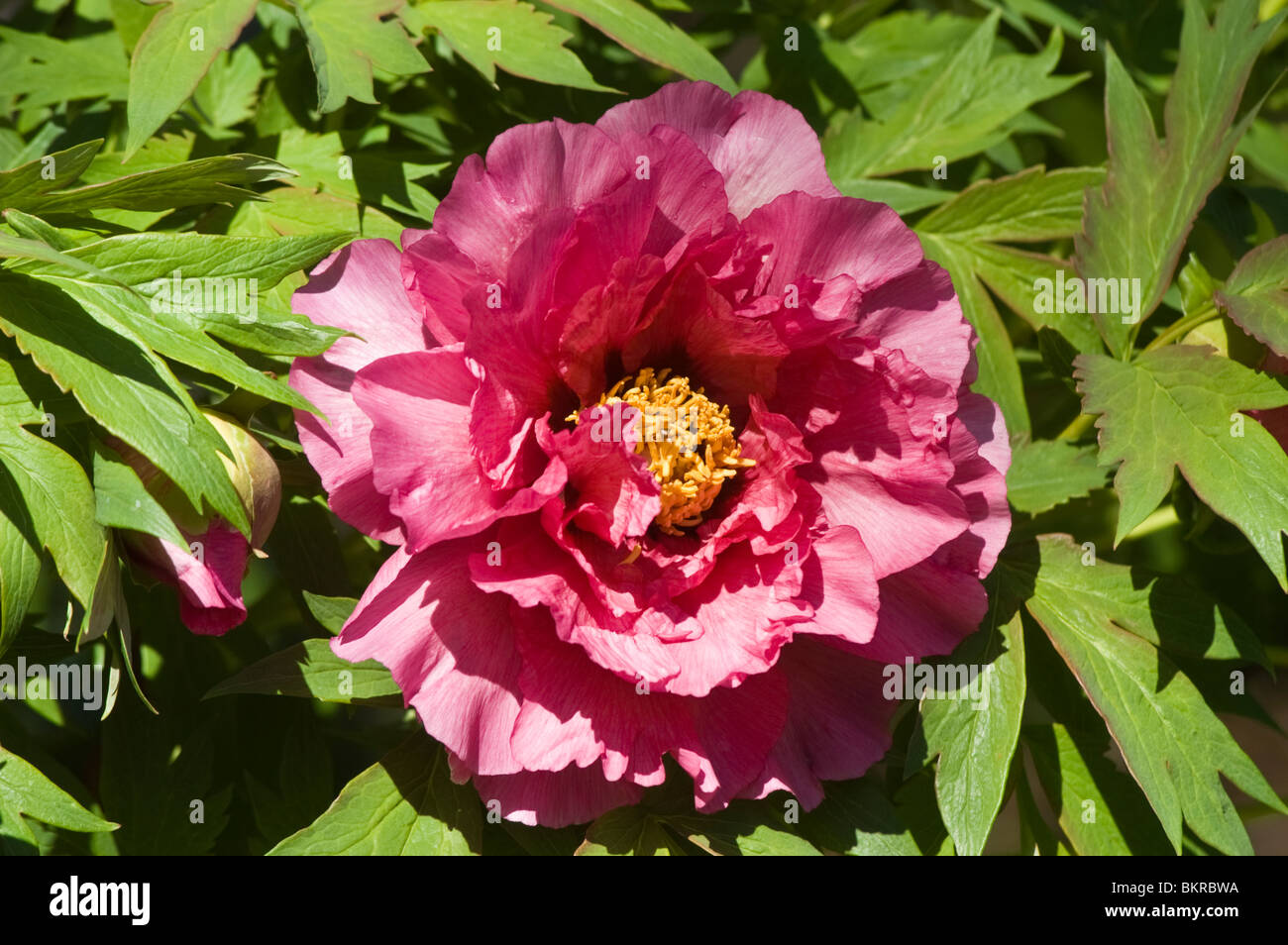 Fiore rosso di albero peonia, Paeonia Leda Foto Stock
