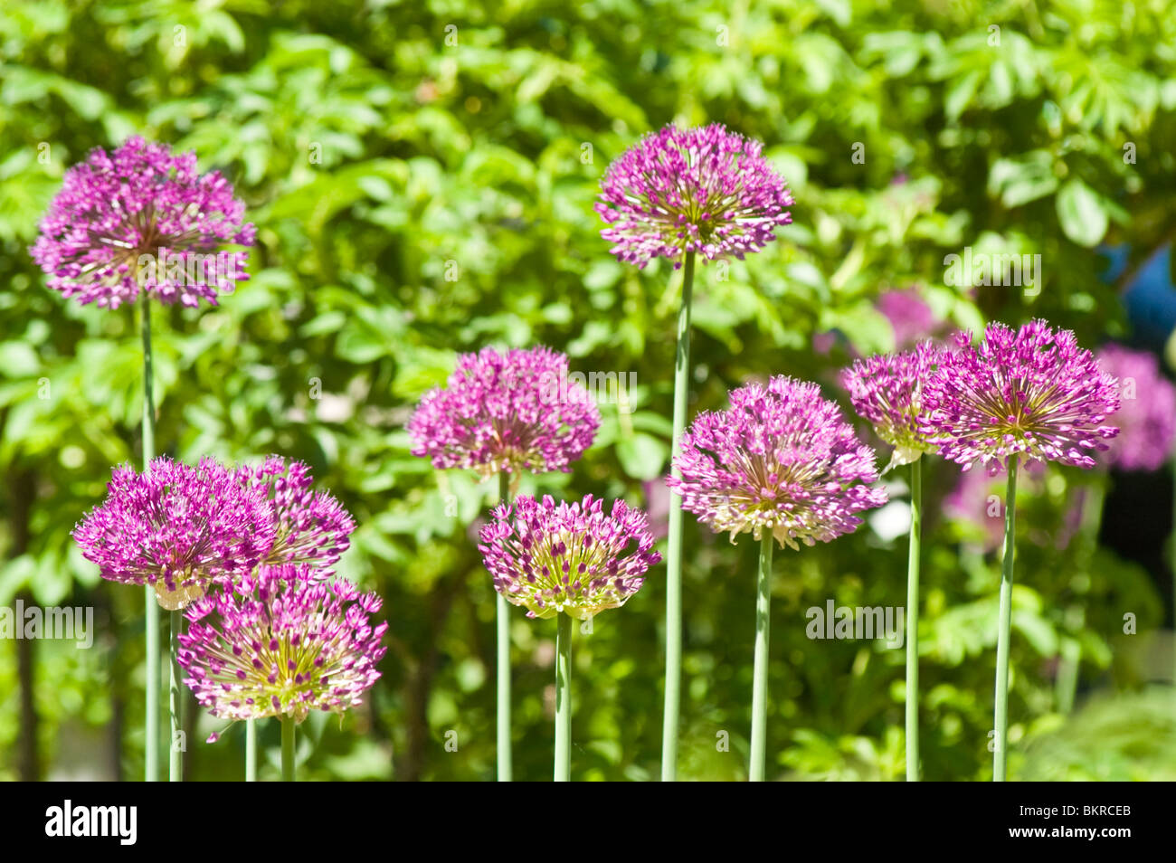 Violetta germogli di aglio Foto Stock