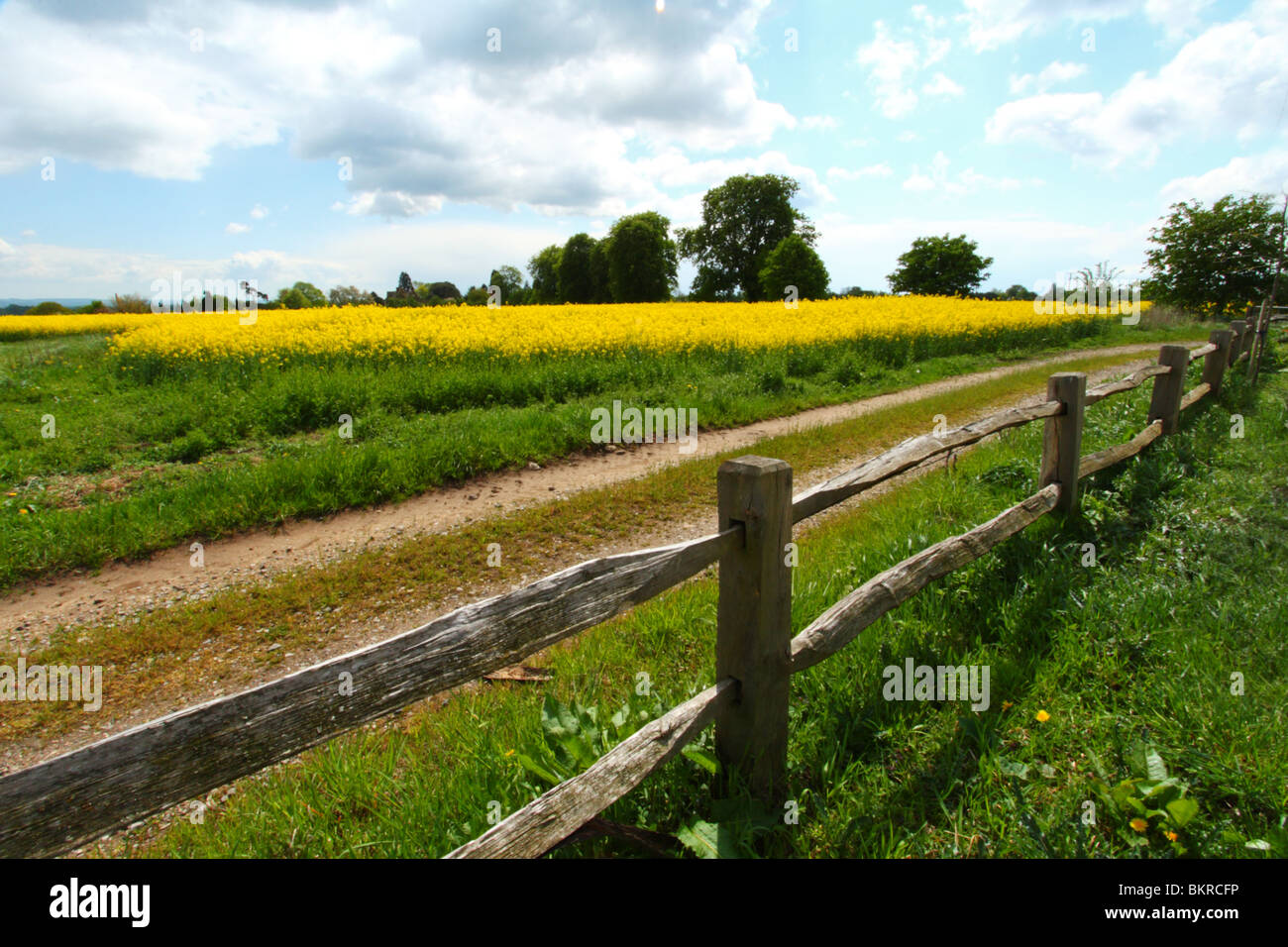 Una staccionata in legno lungo il bordo dei campi di colza (canola) in Oxfordshire, Regno Unito Foto Stock