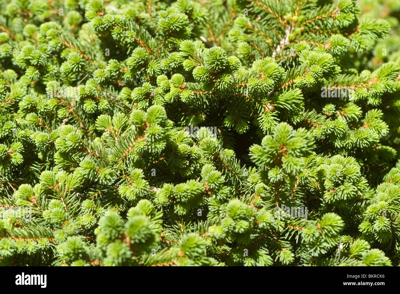 Swierk pospolity, Picea abies var Kellerman è blu, Pinaceae, Dwarf Abete rosso Foto Stock