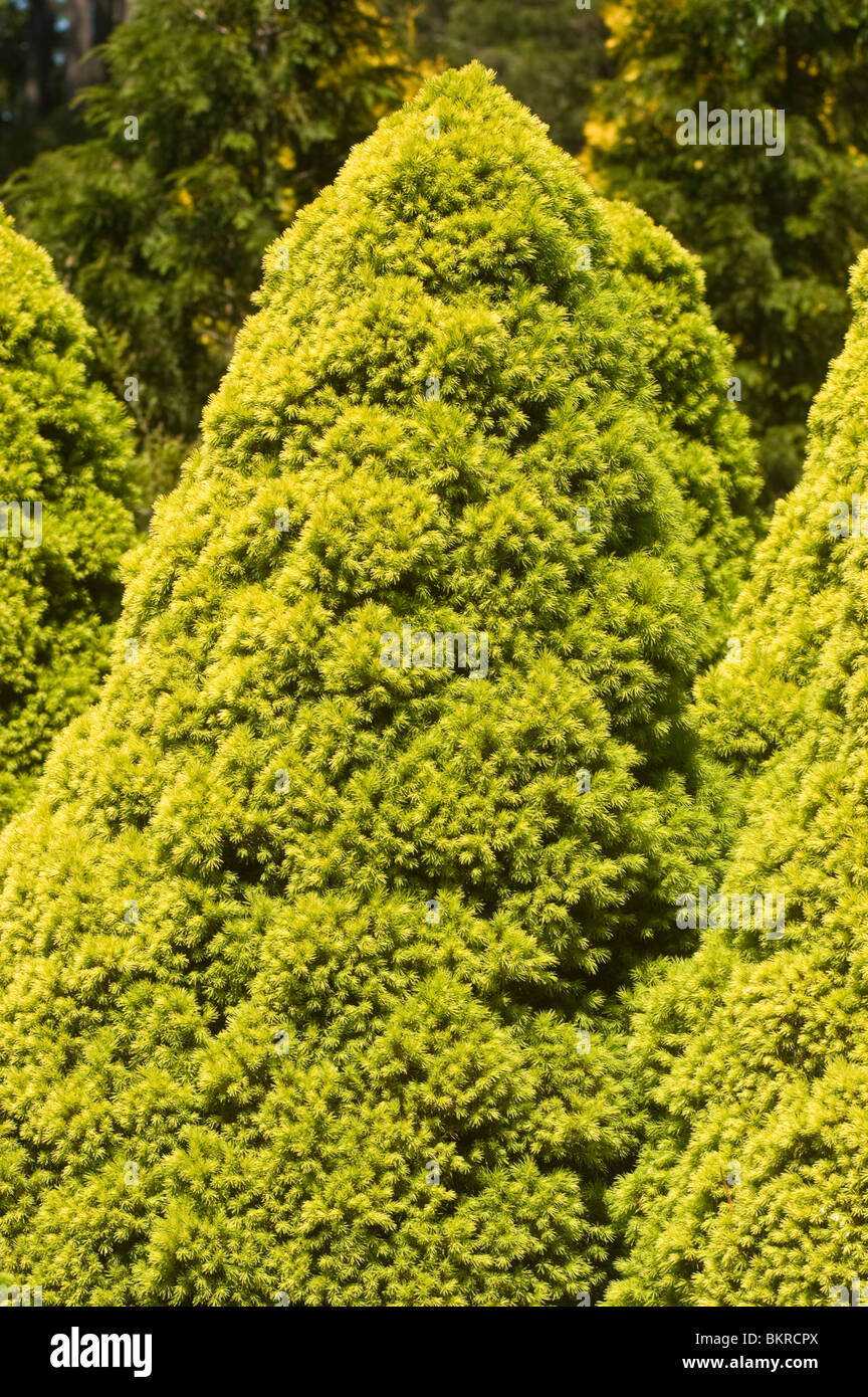Picea glauca conica, cono Nana abete rosso, Rainbow's End , Pinaceae, close up , Nana abete Alberta, Canada, America del Nord, swierk Foto Stock