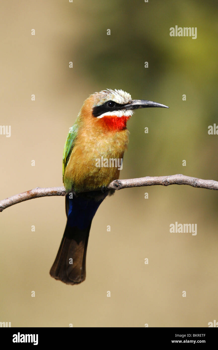 Con facciata bianca bee Eater, Sud Africa Foto Stock