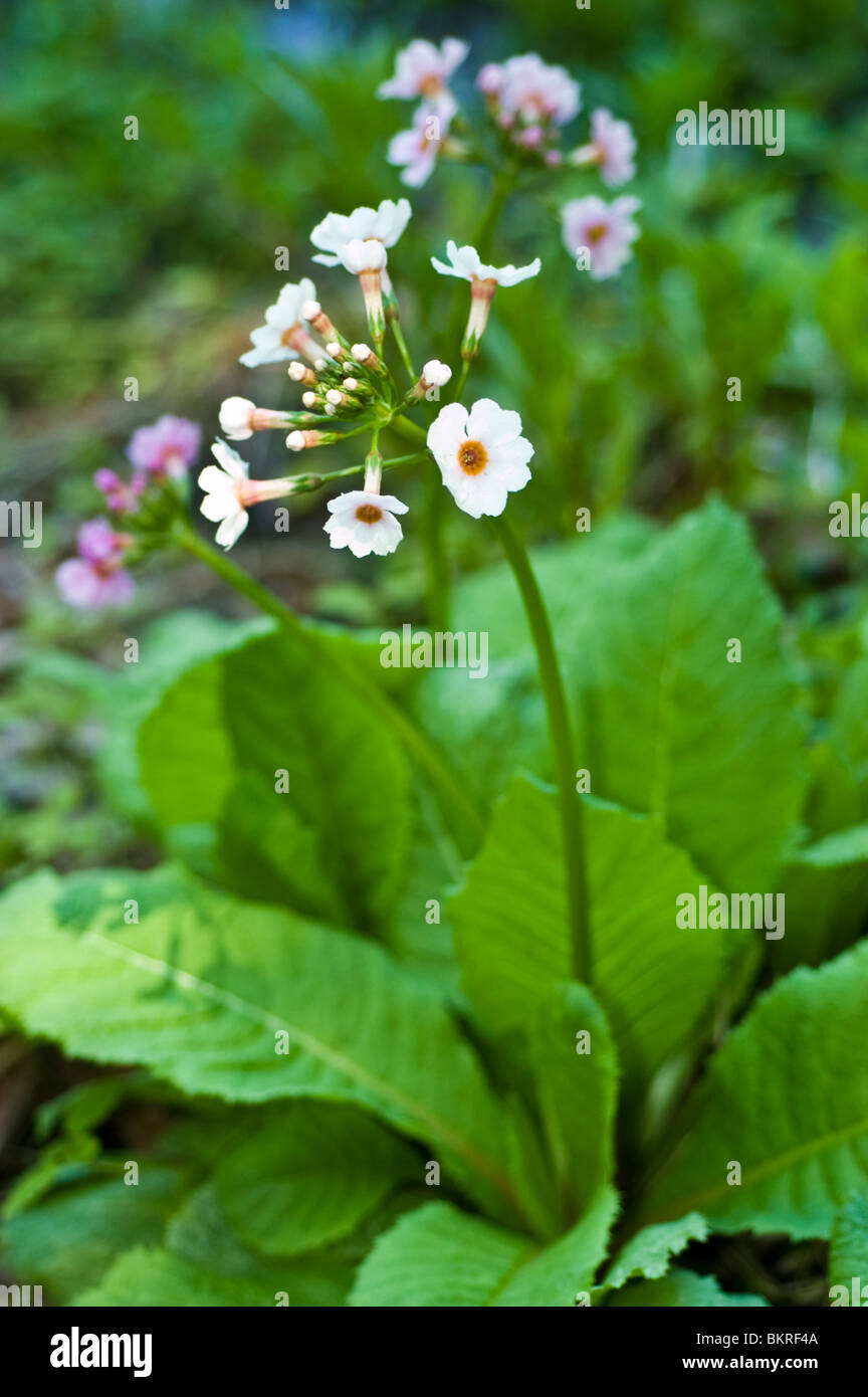Molla di rosa fiori di giapponese Primrose, Giapponese Cowslip, Primula japonica, Giappone, Asia Foto Stock