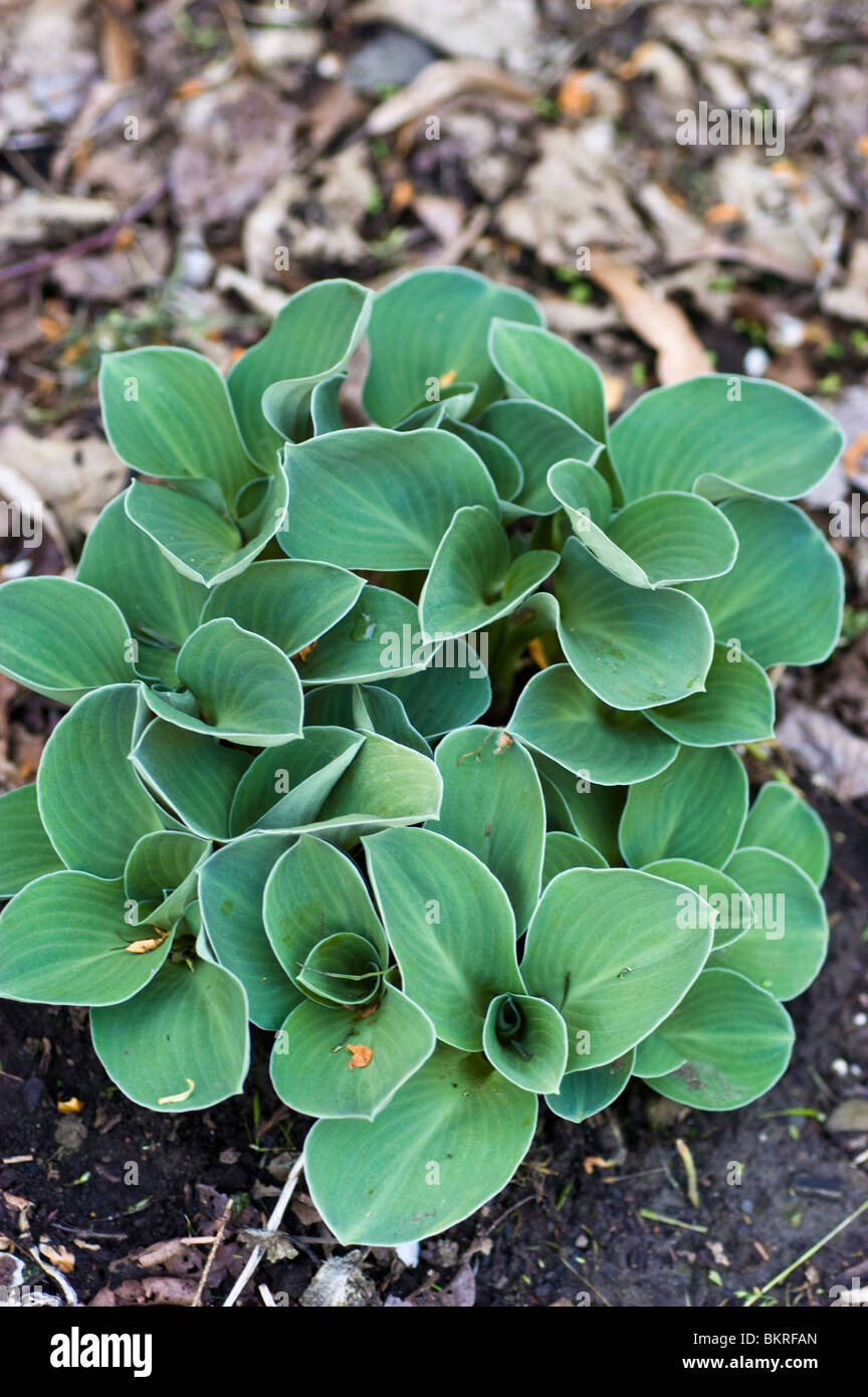 Hosta Mouse blu orecchie, Piantaggine Lily, Hostaceae Foto Stock