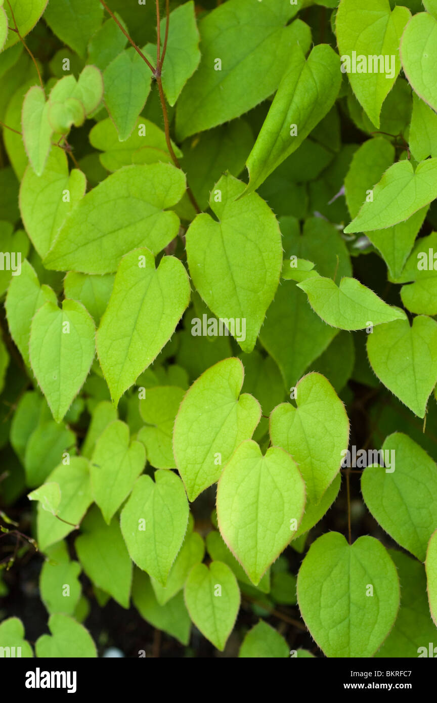 X Epimedium youngianum, Barrenwort, Vescovo di mitre, Vescovo il cappuccio, Berberidaceae epimedium, younga, Beni-Kujaku Foto Stock