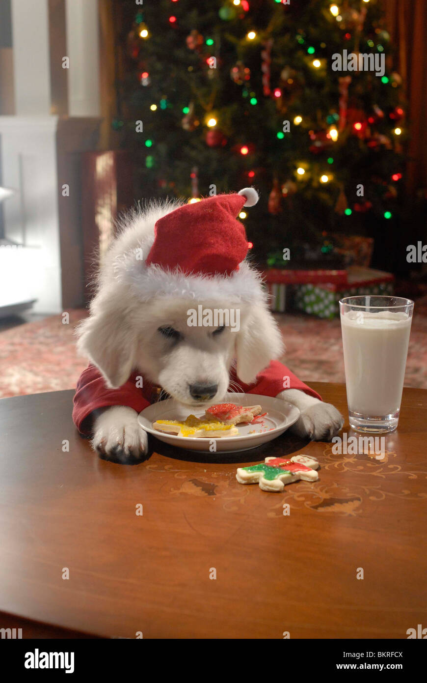 SANTA BUDDIES (2009) ROBERT VINCE (DIR) 002 Foto Stock