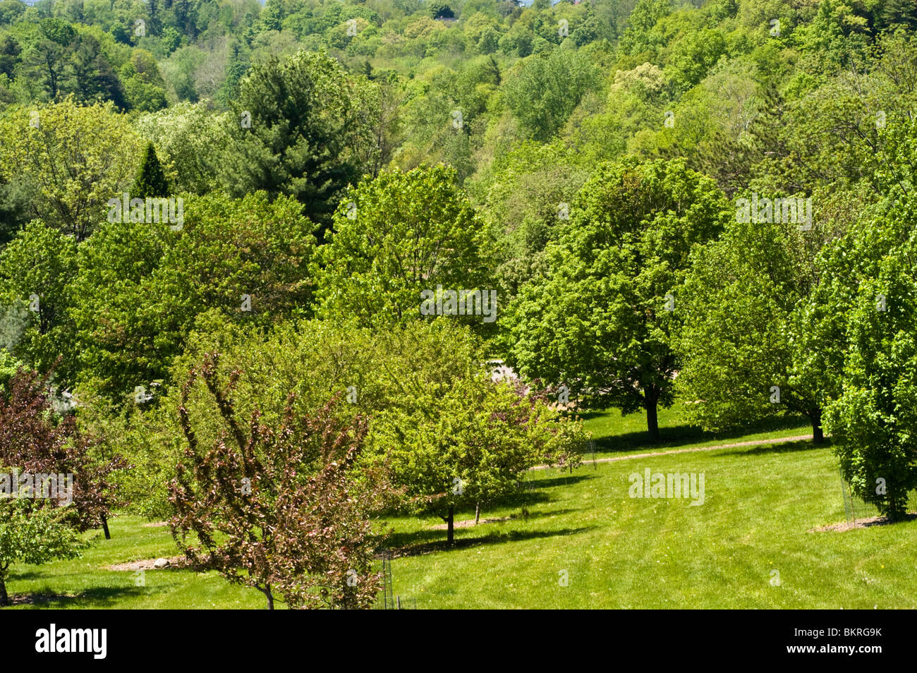 Le piantagioni di Cornell si affacciano, Ithaca, New York, Stati Uniti d'America Foto Stock