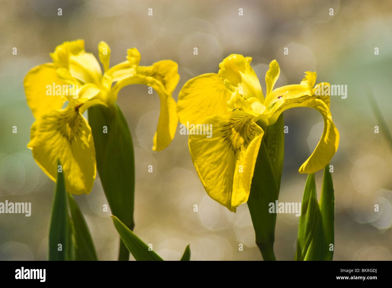 Due fiori di bandiera gialla iris, Iris pseudacorus Foto Stock