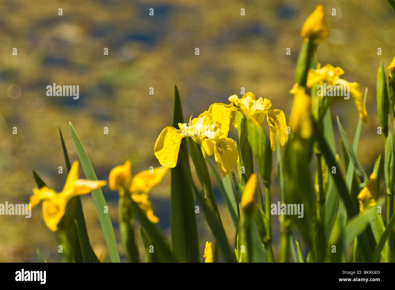 Molti fiori di bandiera gialla iris, Iris pseudacorus Foto Stock