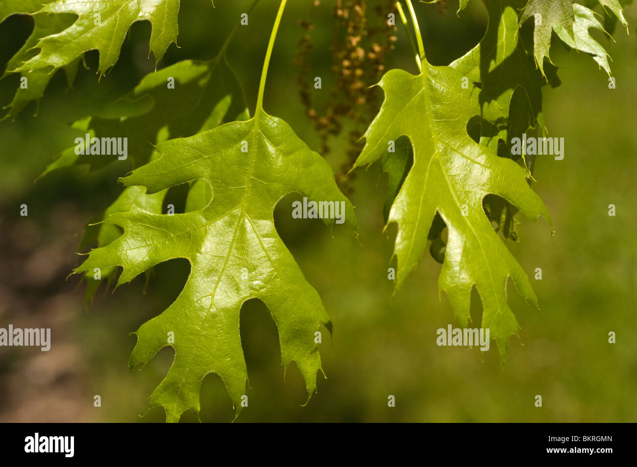 Scarlet Oak, Quercus coccinea, Fagaceae, USA, America del Nord, szkarlatny dab Foto Stock