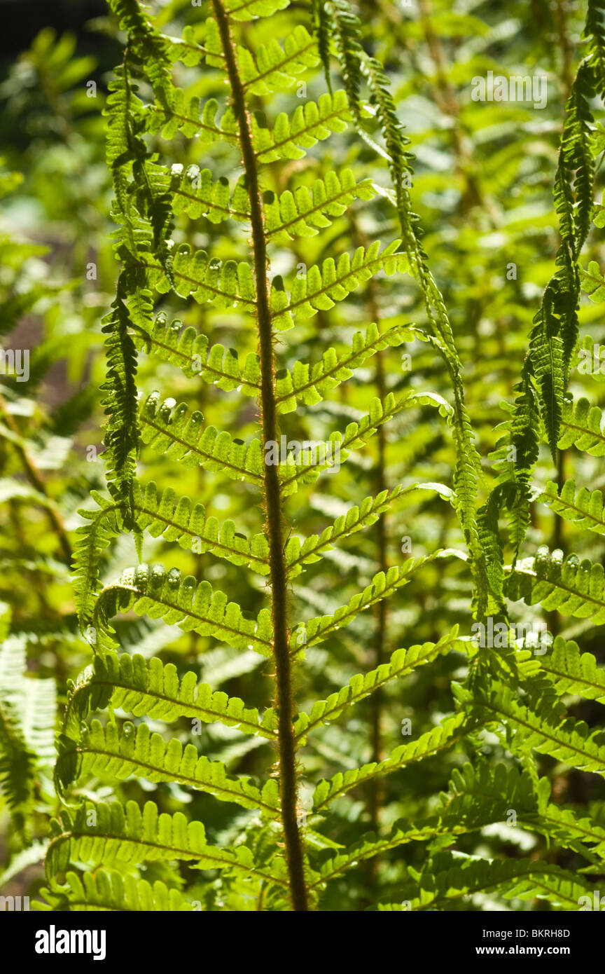 Dryopteris crassirhizoma, dryopteridaceae, Giappone, Corea, Manciuria, spessore di legno cotto a vapore la felce, nerecznica Foto Stock